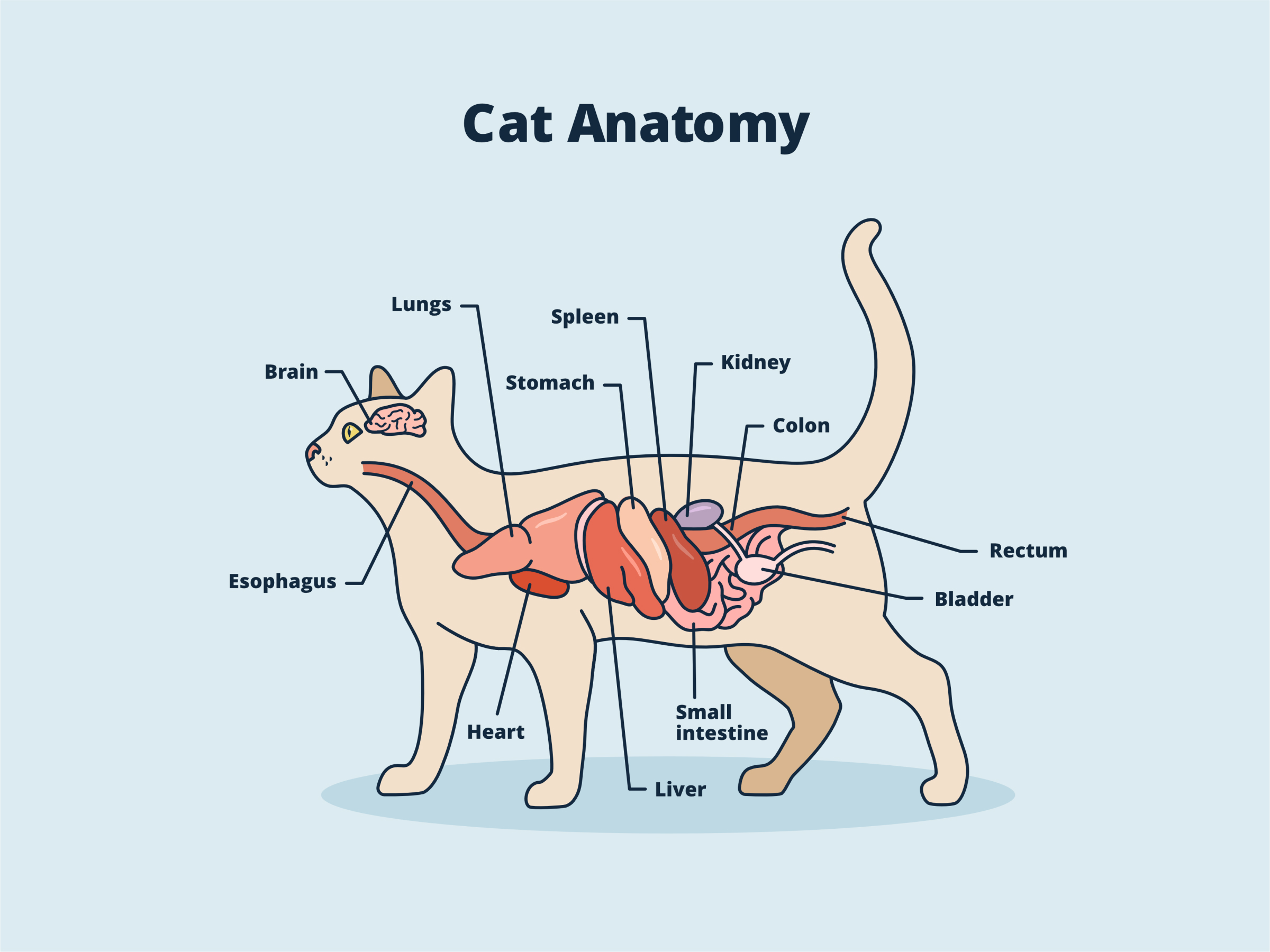 Cat Basics The Anatomy Of A Cat