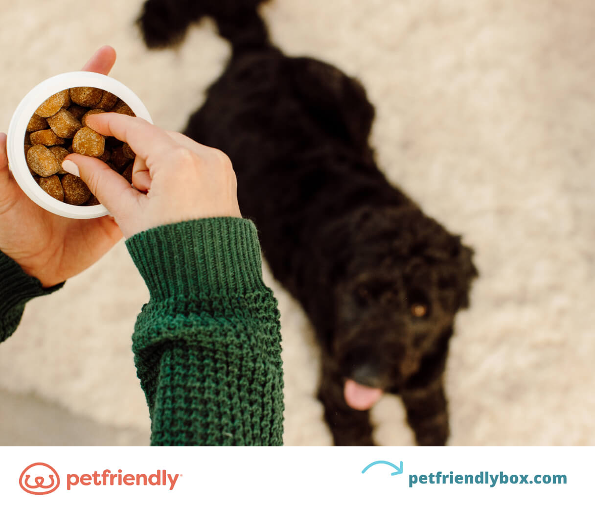 5 Reasons Why Probiotic Chews for Dogs Are a Game-Changer for Gut