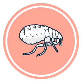 Adult Fleas