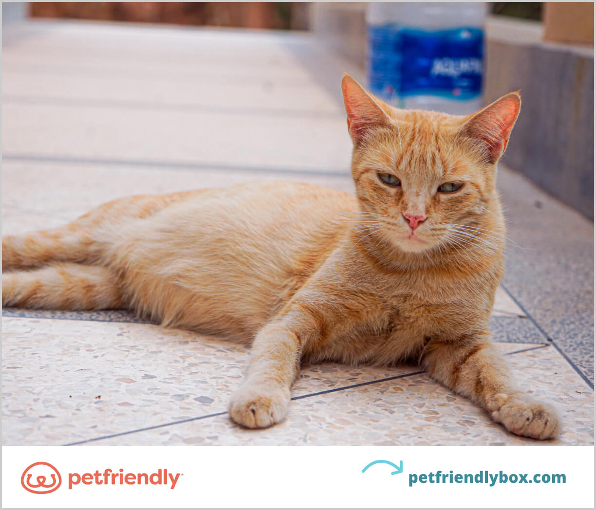 Do Cat Pheromones Work and What Are The Benefits PetFriendly Box