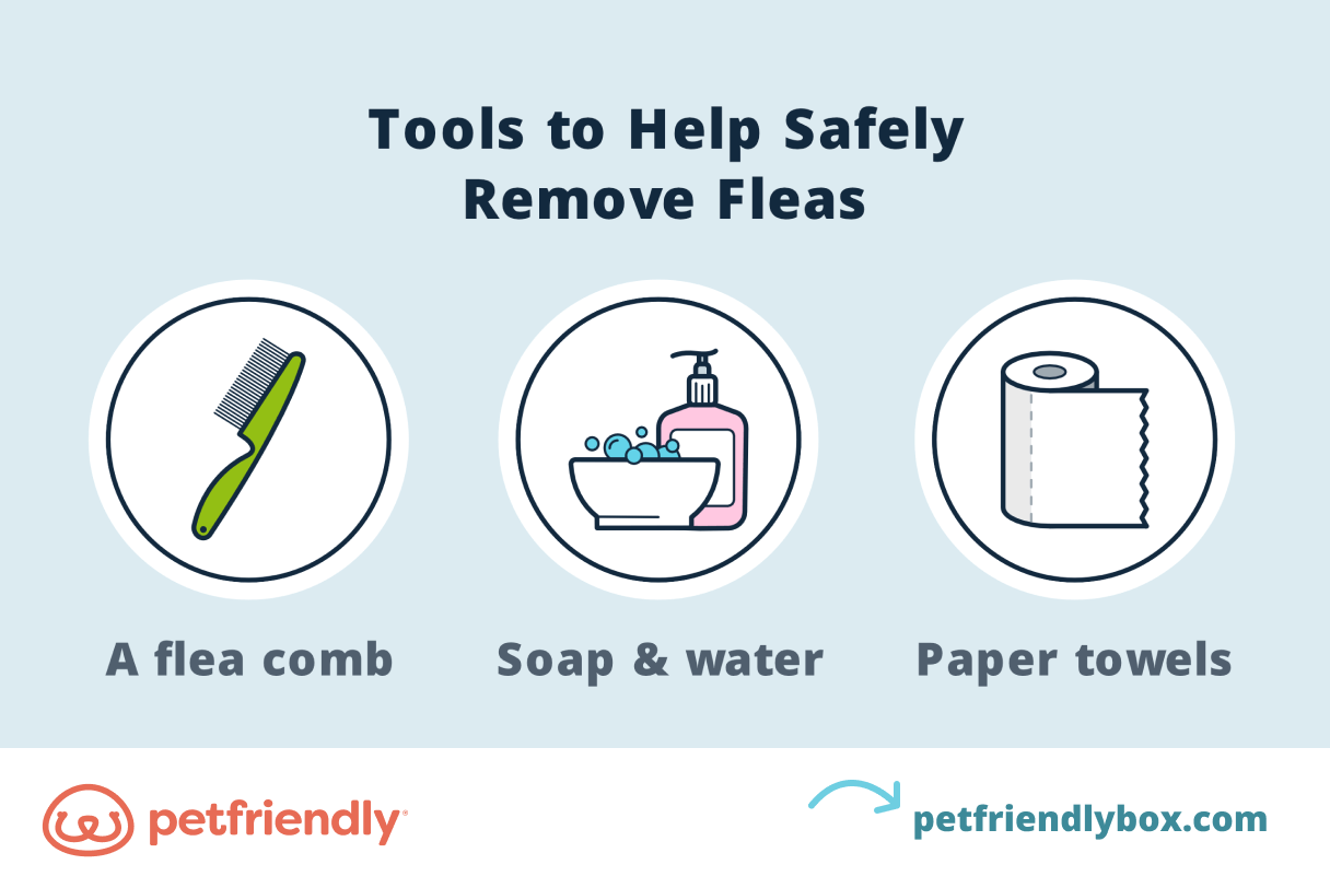 Tools to Remove Fleas From Dogs