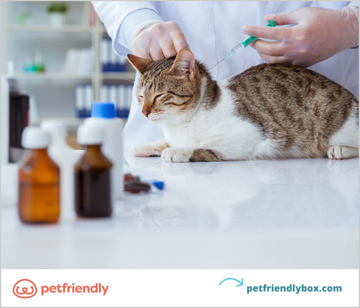 Types of Vaccines Cats Need