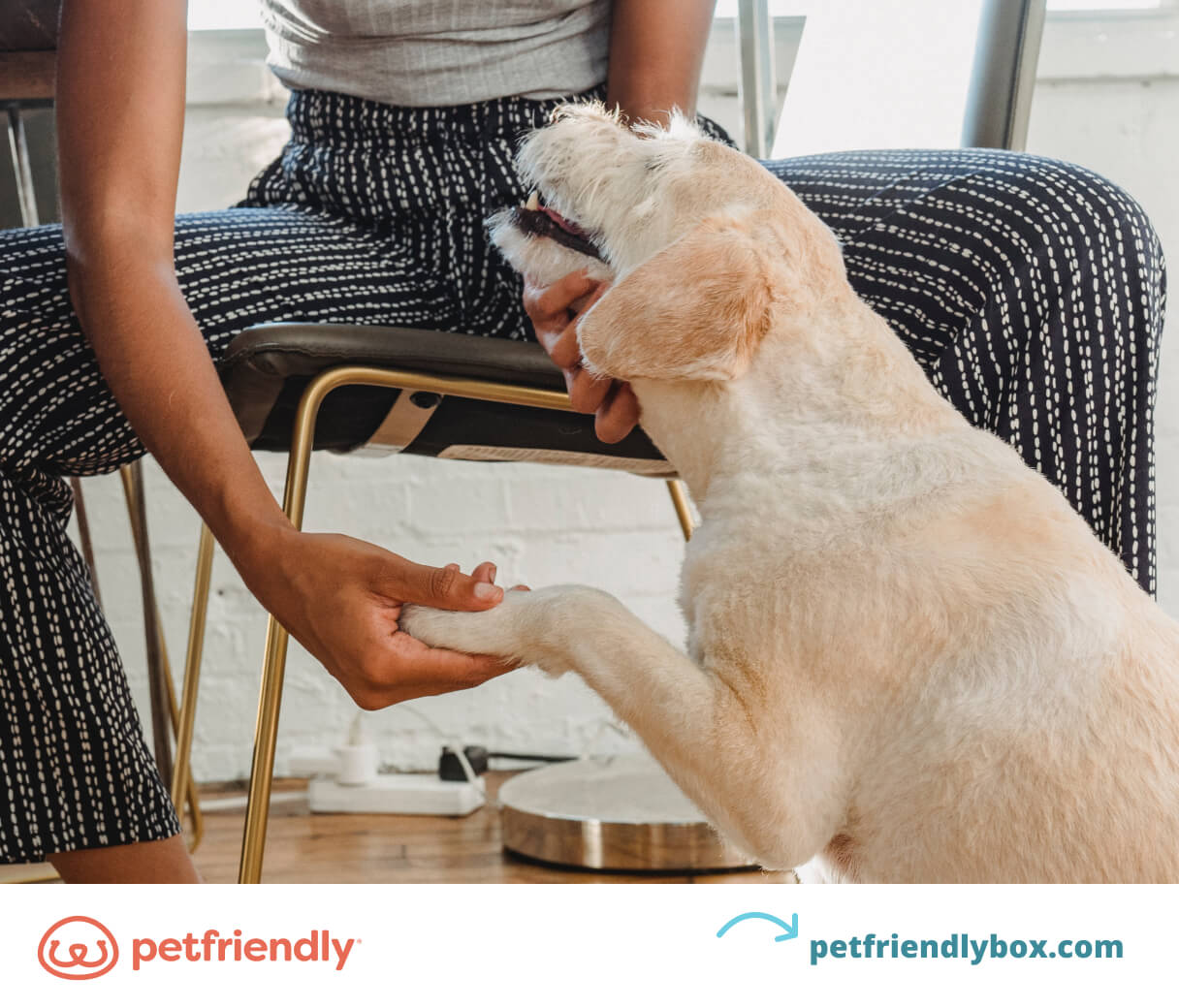 https://cosmo.petfriendlydirect.com/resource-center/why-dogs-lick-their-paws/why-do-dogs-lick-their-paws.jpg